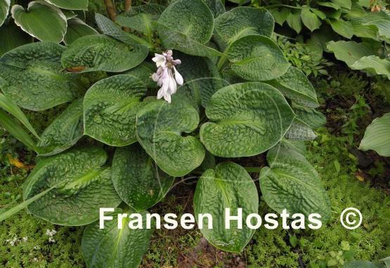 Hosta Black Hills