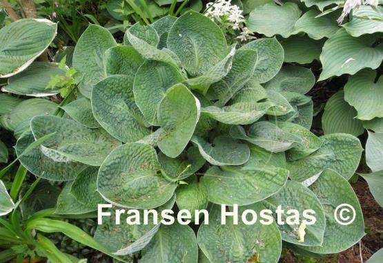 Hosta Black Hills