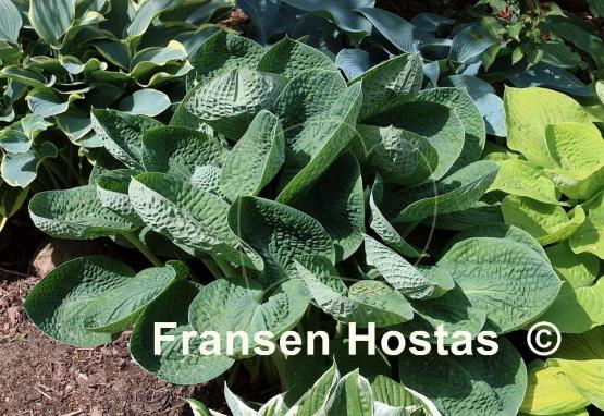 Hosta Black Hills