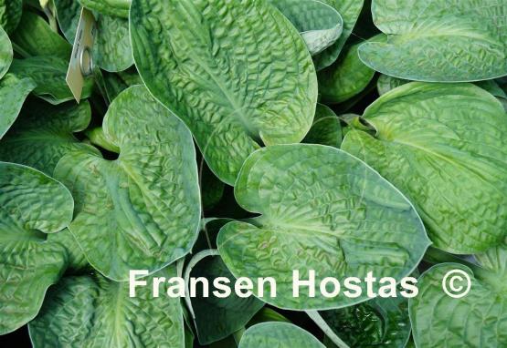 Hosta Black Hills