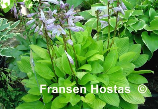 Hosta Blackfoot