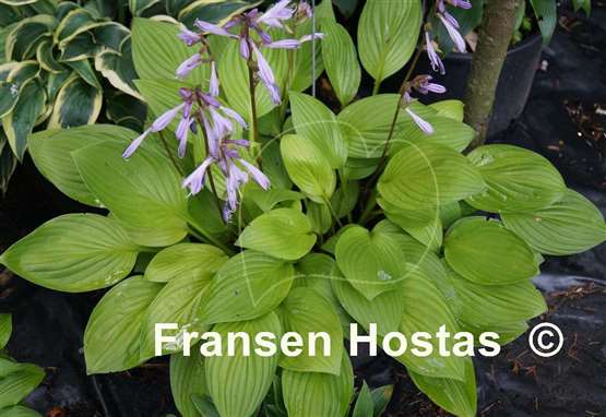 Hosta Blackfoot