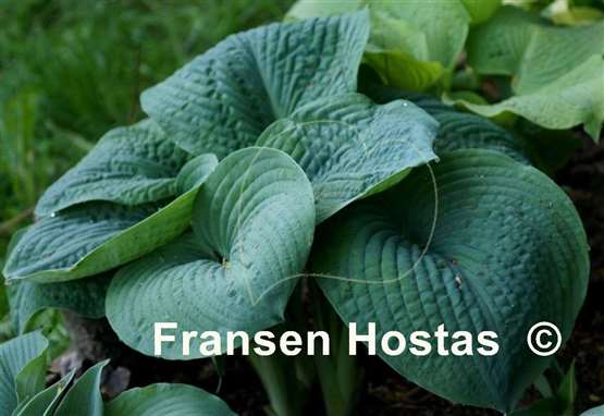 Hosta Blackjack