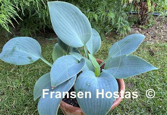 Hosta Blaue Venus