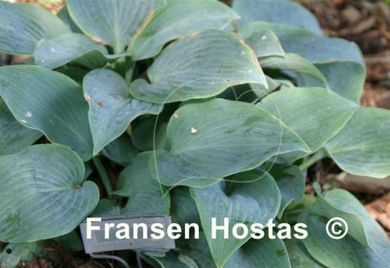 Hosta Blaue Venus