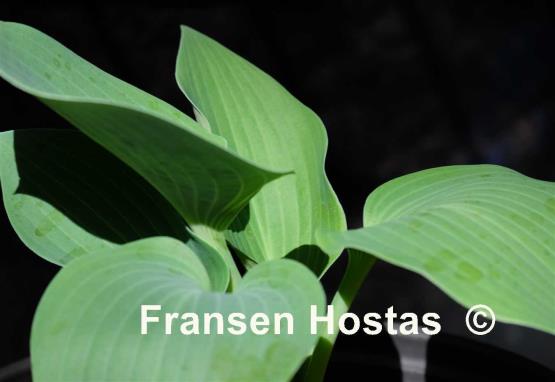 Hosta Blaue Venus