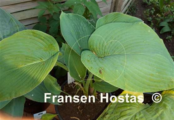 Hosta Blaues Boot