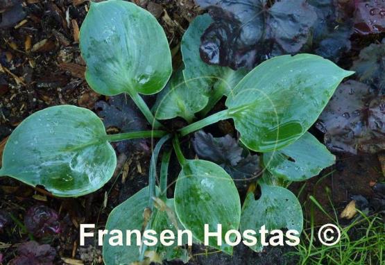 Hosta Blauglut