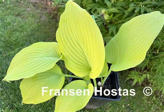 Hosta Blaze of Glory