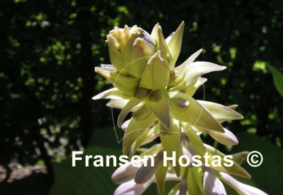 Hosta Blaze of Glory