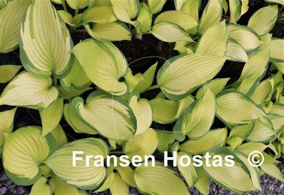 Hosta Blazing Hot
