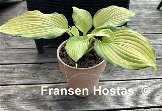 Hosta Blazing Hot