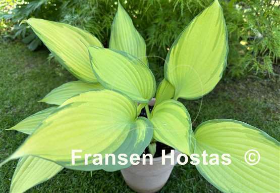 Hosta Blazing Hot