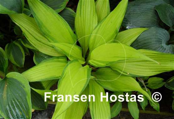 Hosta Blazing Hot