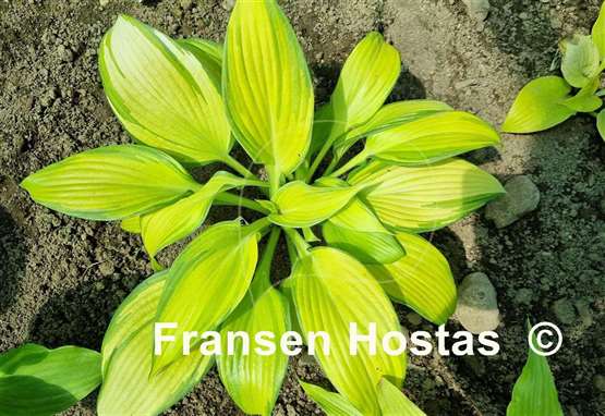 Hosta Blazing Hot