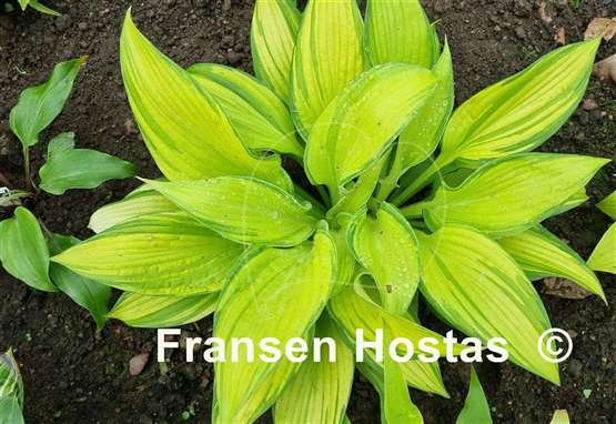 Hosta Blazing Hot