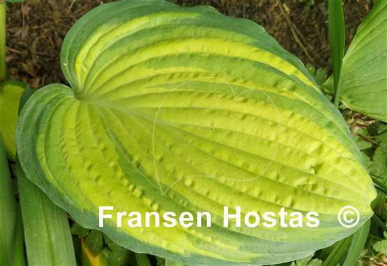 Hosta Blazing Hot