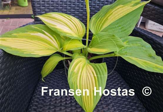 Hosta Blazing Hot