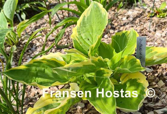 Hosta Blazing Saddles