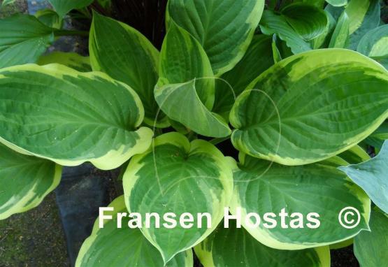 Hosta Blazing Saddles