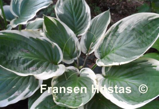 Hosta Blazing Saddles