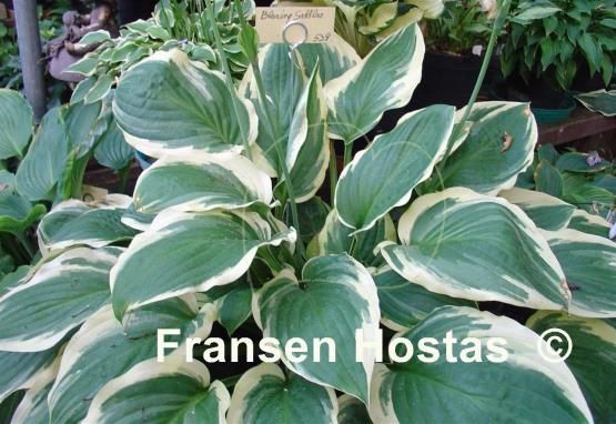 Hosta Blazing Saddles