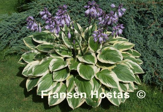 Hosta Blazing Saddles