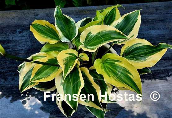 Hosta Blitz