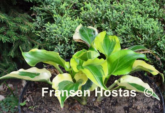 Hosta Blitz