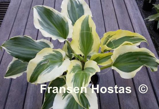 Hosta Blitz