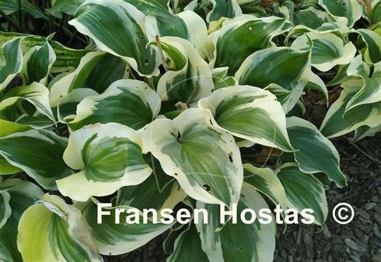 Hosta Blitz