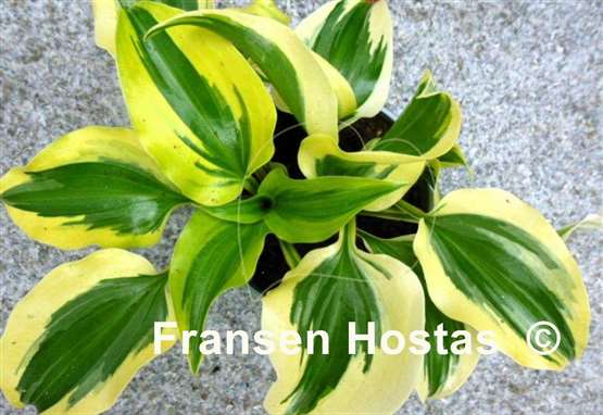 Hosta Blitz