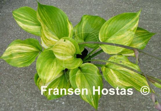 Hosta Blizzard