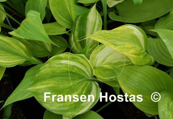 Hosta Blizzard