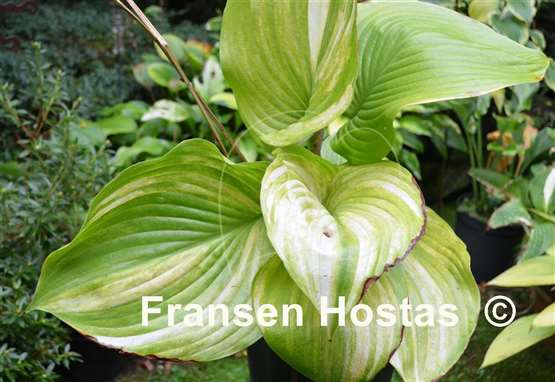 Hosta Blizzard