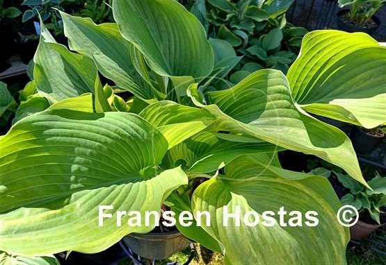 Hosta Blizzard