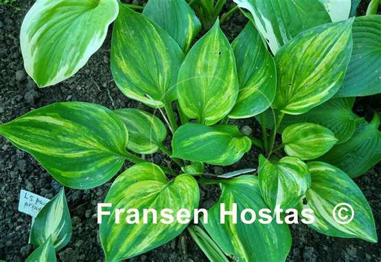 Hosta Blizzard