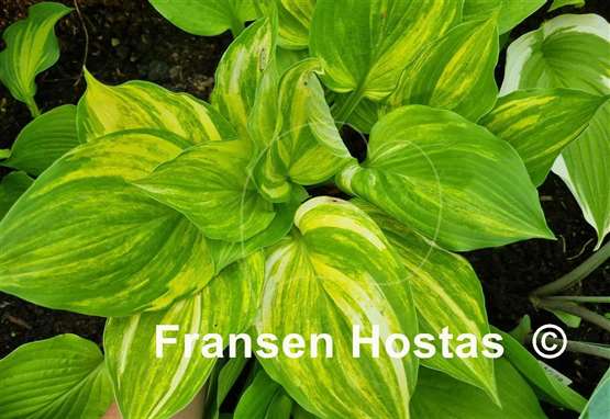 Hosta Blizzard