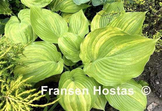Hosta Blizzard