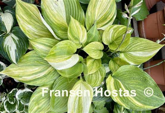 Hosta Blizzard