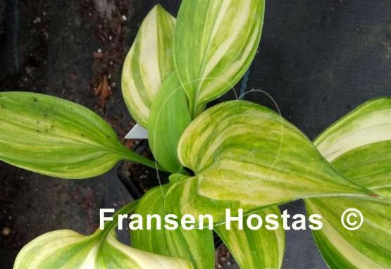 Hosta Blizzard