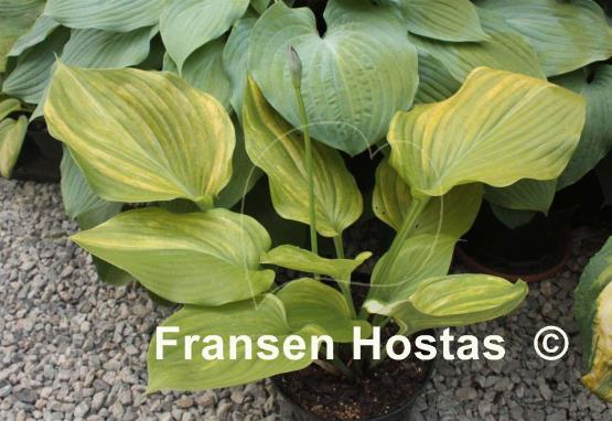 Hosta Blizzard