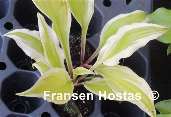 Hosta Blonde on Blonde