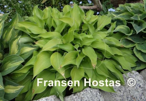 Hosta Blonde Elf