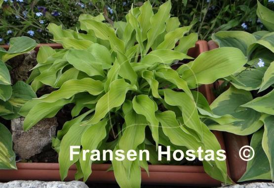 Hosta Blonde Elf