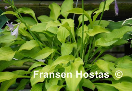 Hosta Blonde Elf