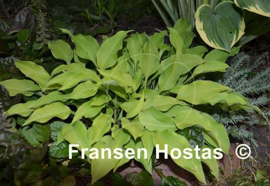 Hosta Blonde Elf