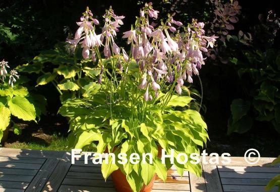 Hosta Blonde Elf