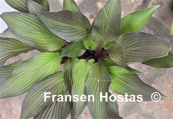 Hosta Bloodline