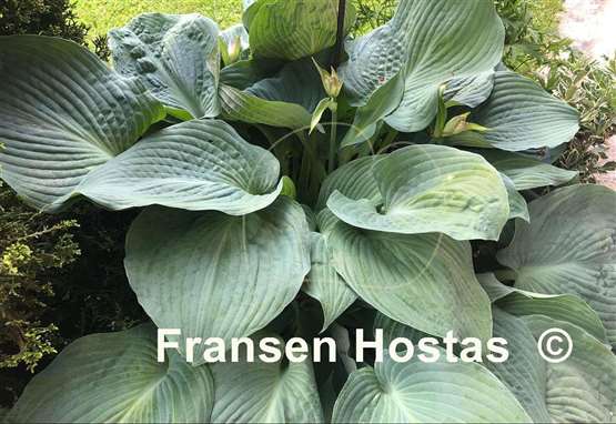 Hosta Blue Angel